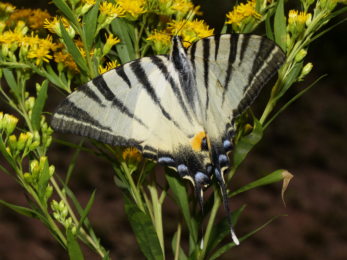 Iphiclides podalirius (Zwierzęta » Owady » Motyle i ćmy » Papilonidae)