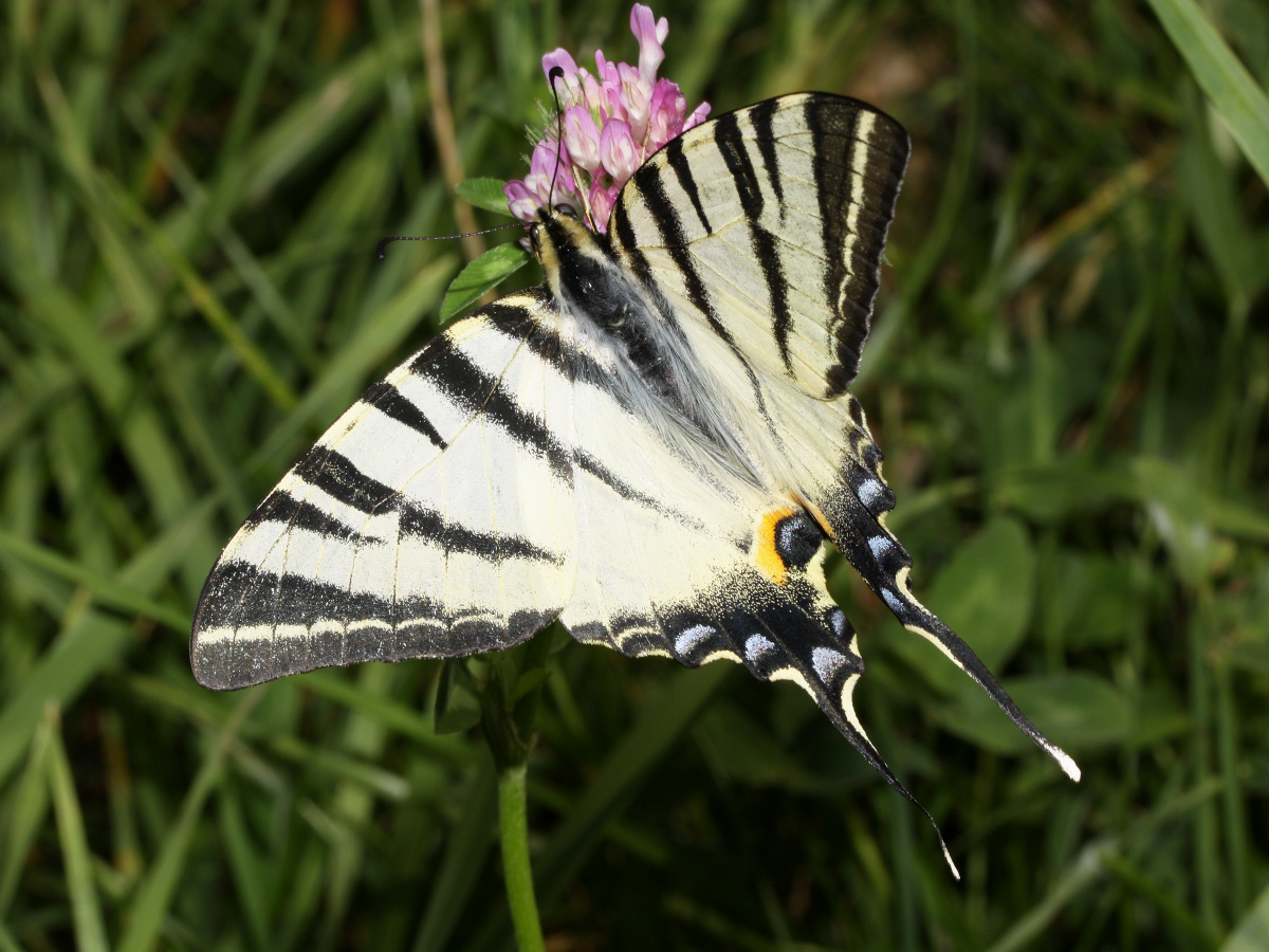 Iphiclides podalirius