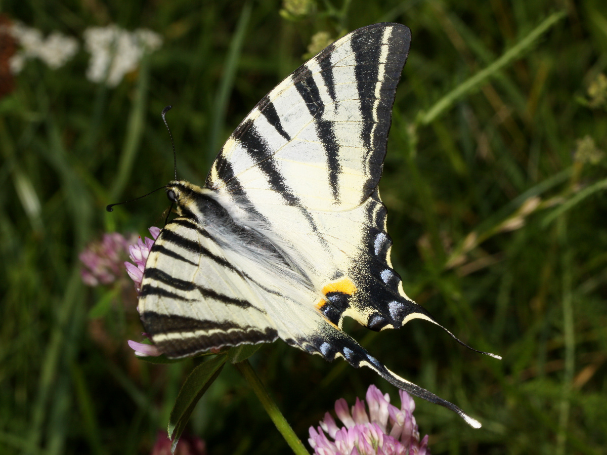 Iphiclides podalirius (Animals » Insects » Butterfies and Moths » Papilonidae)