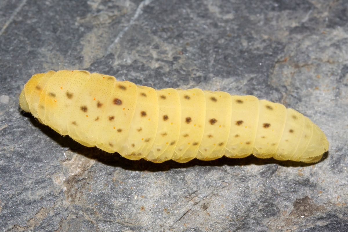 Iphiclides podalirius larva (Animals » Insects » Butterfies and Moths » Papilonidae)