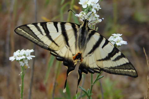 Iphiclides podalirius