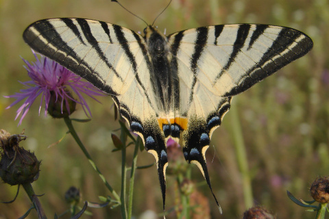 Iphiclides podalirius