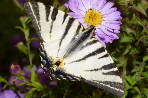 Iphiclides podalirius