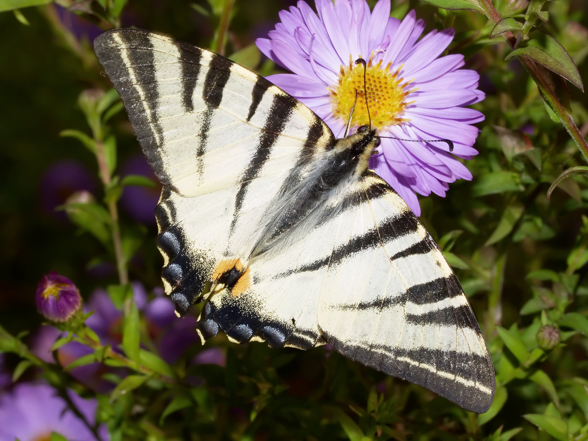 Iphiclides podalirius (Zwierzęta » Owady » Motyle i ćmy » Papilonidae)