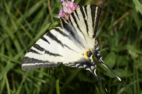 Iphiclides podalirius