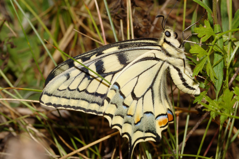Papilio machaon ♀