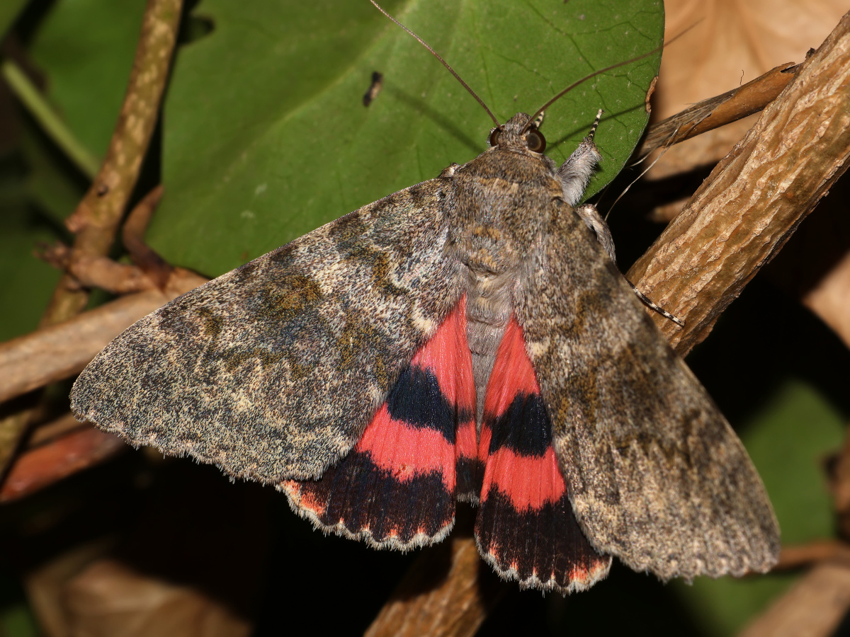 Catocala elocata (Animals » Insects » Butterfies and Moths » Erebidae)