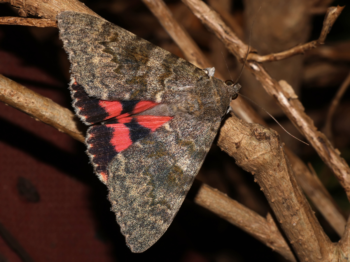 Catocala elocata (Animals » Insects » Butterfies and Moths » Erebidae)