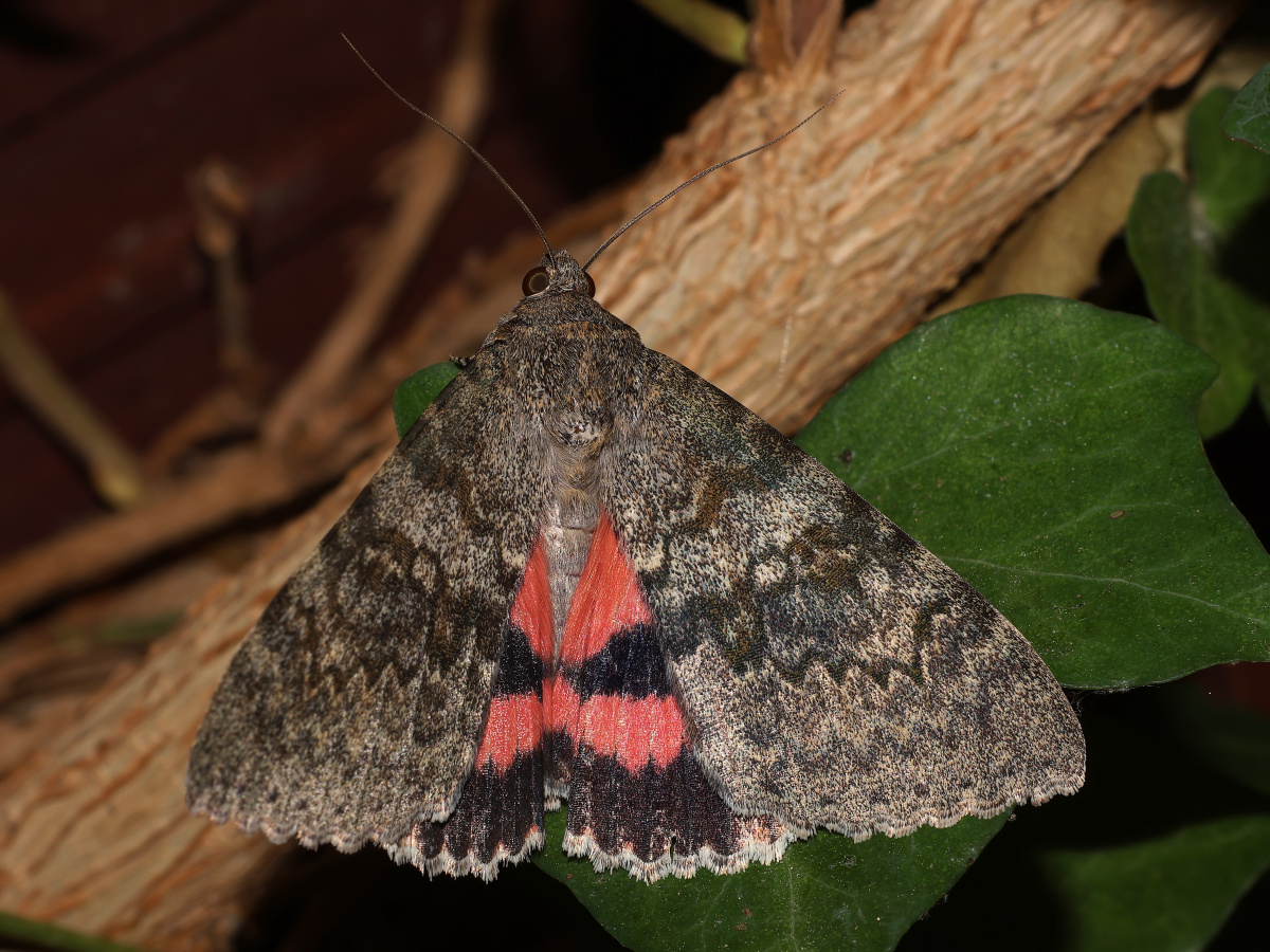 Catocala elocata (Zwierzęta » Owady » Motyle i ćmy » Erebidae)