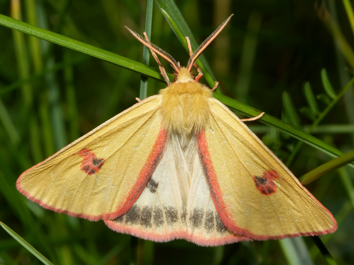 Diacrisia sannio ♂ (Animals » Insects » Butterfies and Moths » Erebidae)