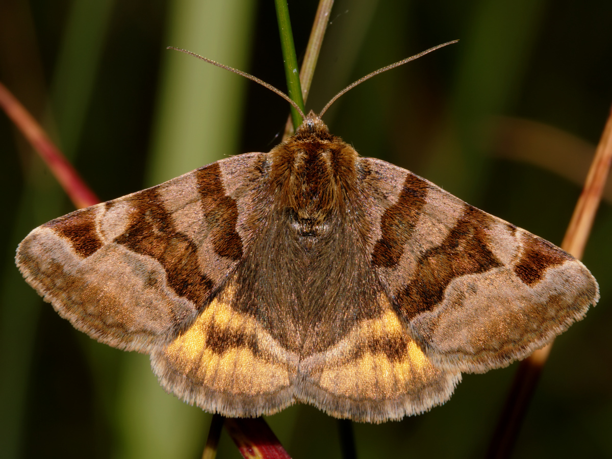 Euclidia glyphica (Animals » Insects » Butterfies and Moths » Erebidae)