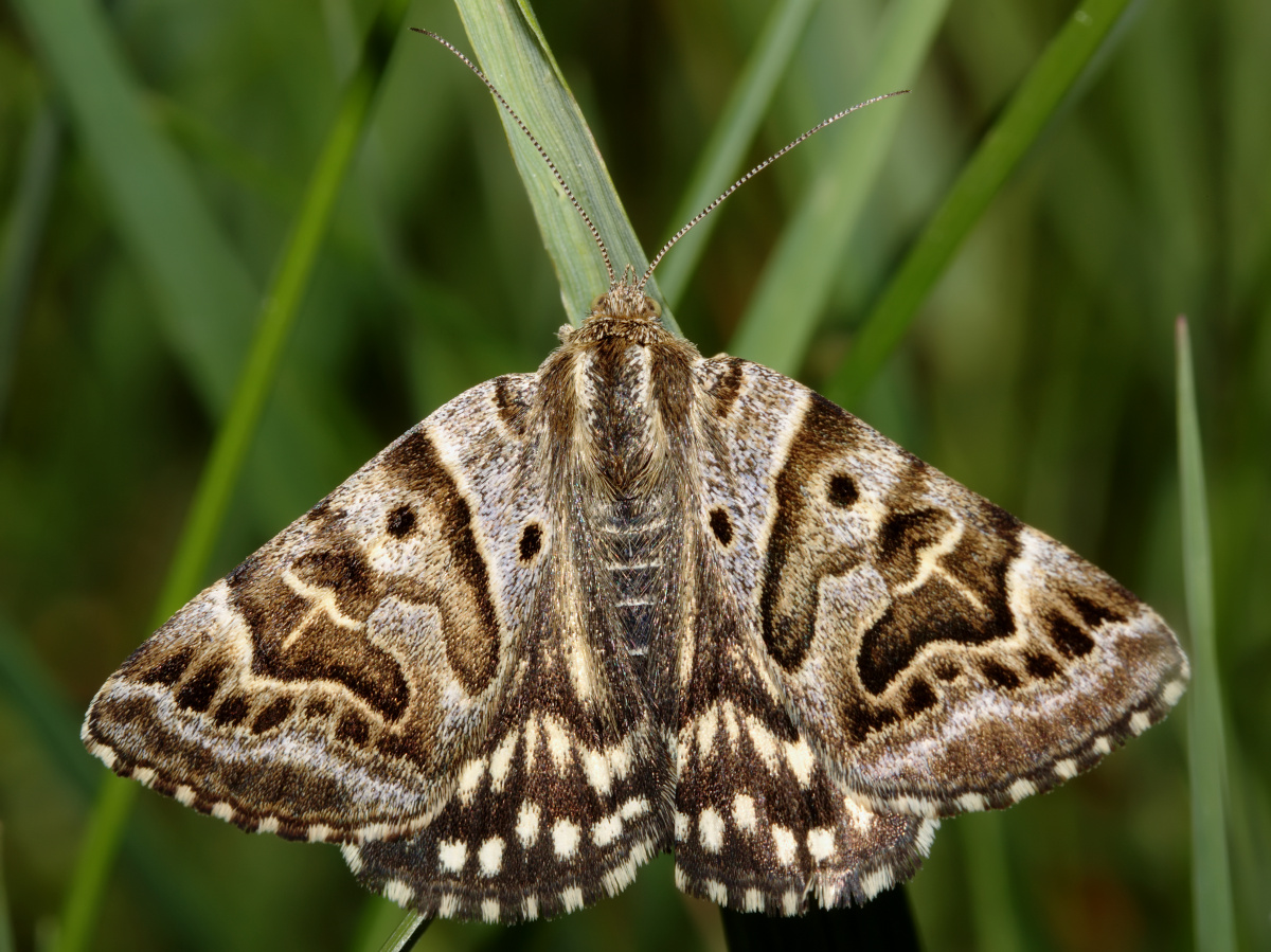 Euclidia mi (Animals » Insects » Butterfies and Moths » Erebidae)