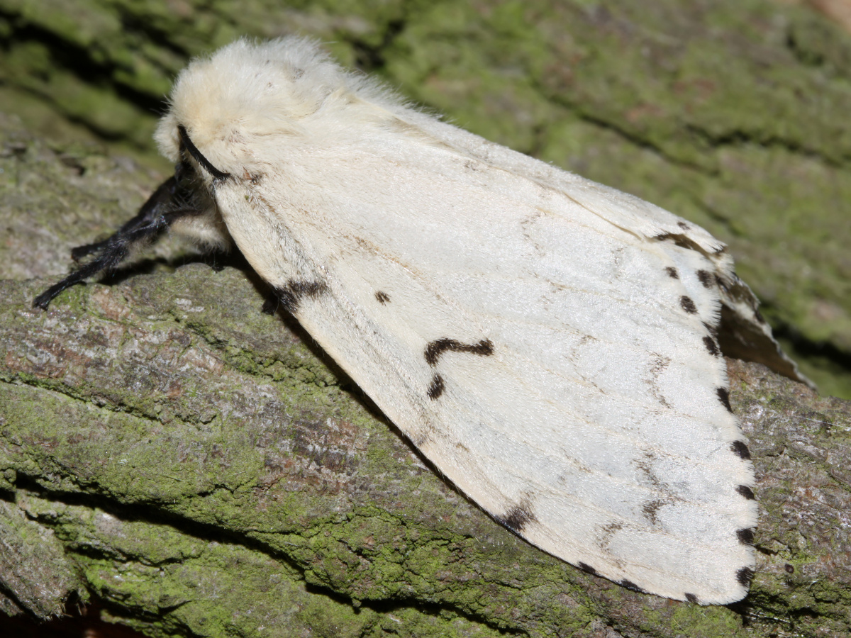 Lymantria dispar ♀ (Zwierzęta » Owady » Motyle i ćmy » Erebidae)