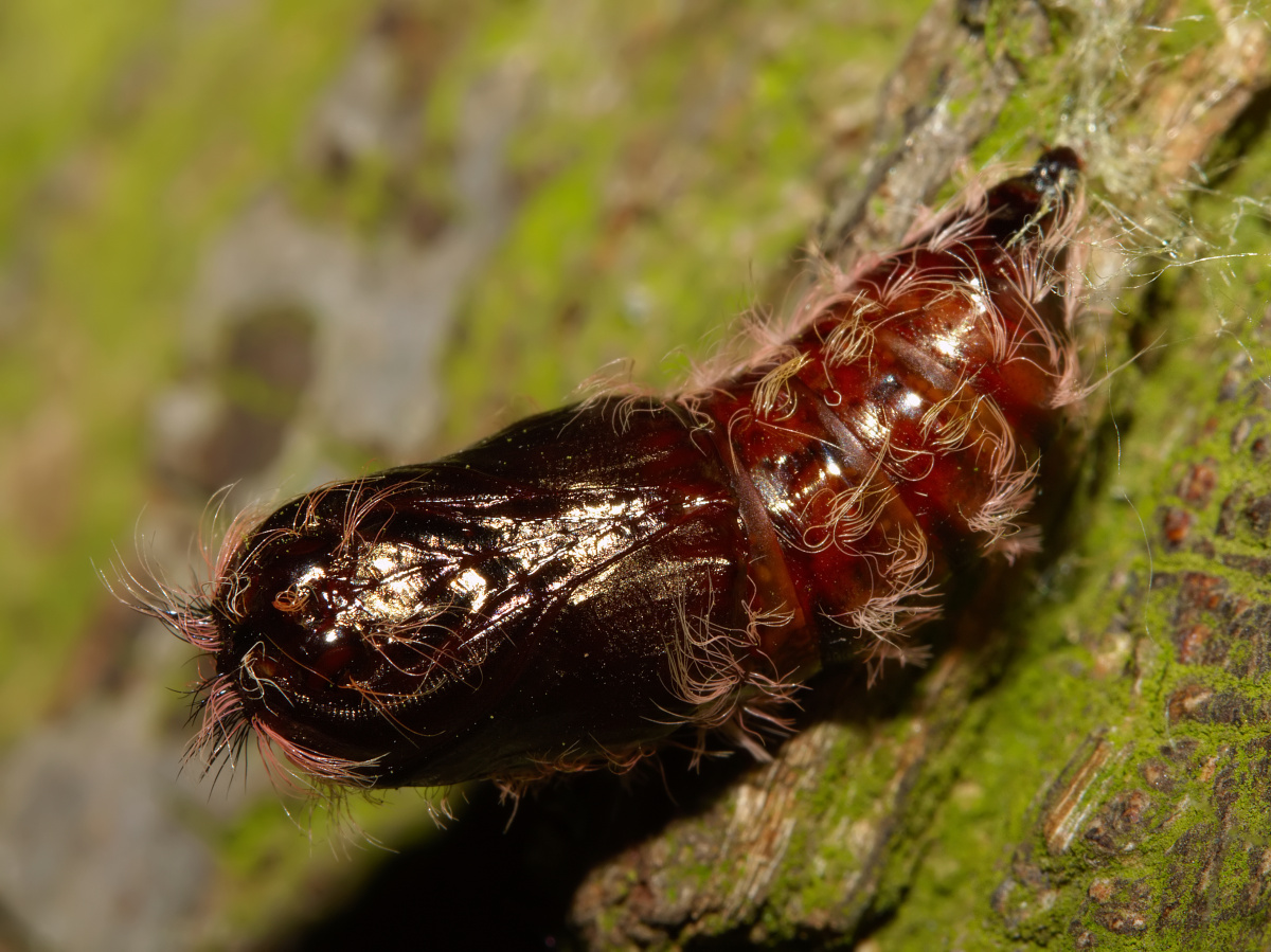 Lymantria monacha chrysalis (Zwierzęta » Owady » Motyle i ćmy » Erebidae)