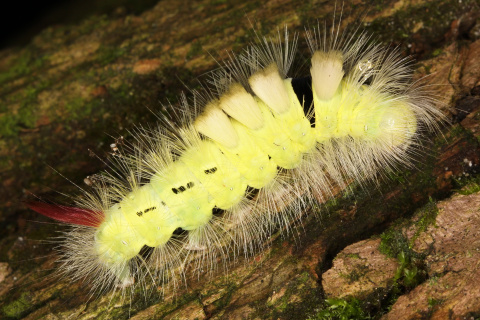 Calliteara pudibunda larva