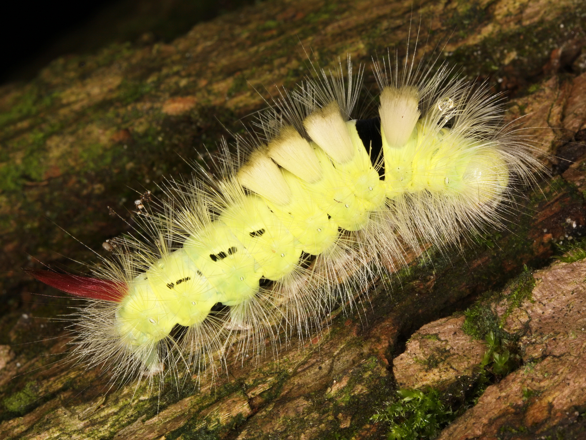 Calliteara pudibunda larva (Animals » Insects » Butterfies and Moths » Erebidae)