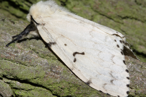 Lymantria dispar ♀