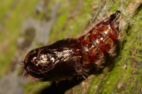 Lymantria monacha chrysalis