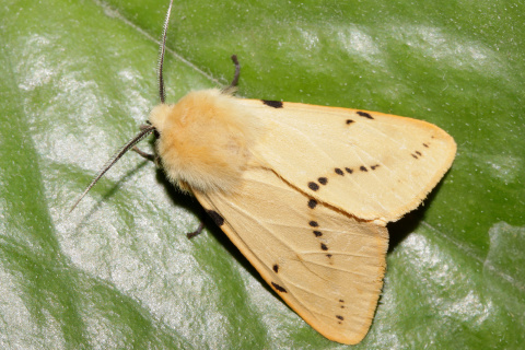 Spilosoma lutea