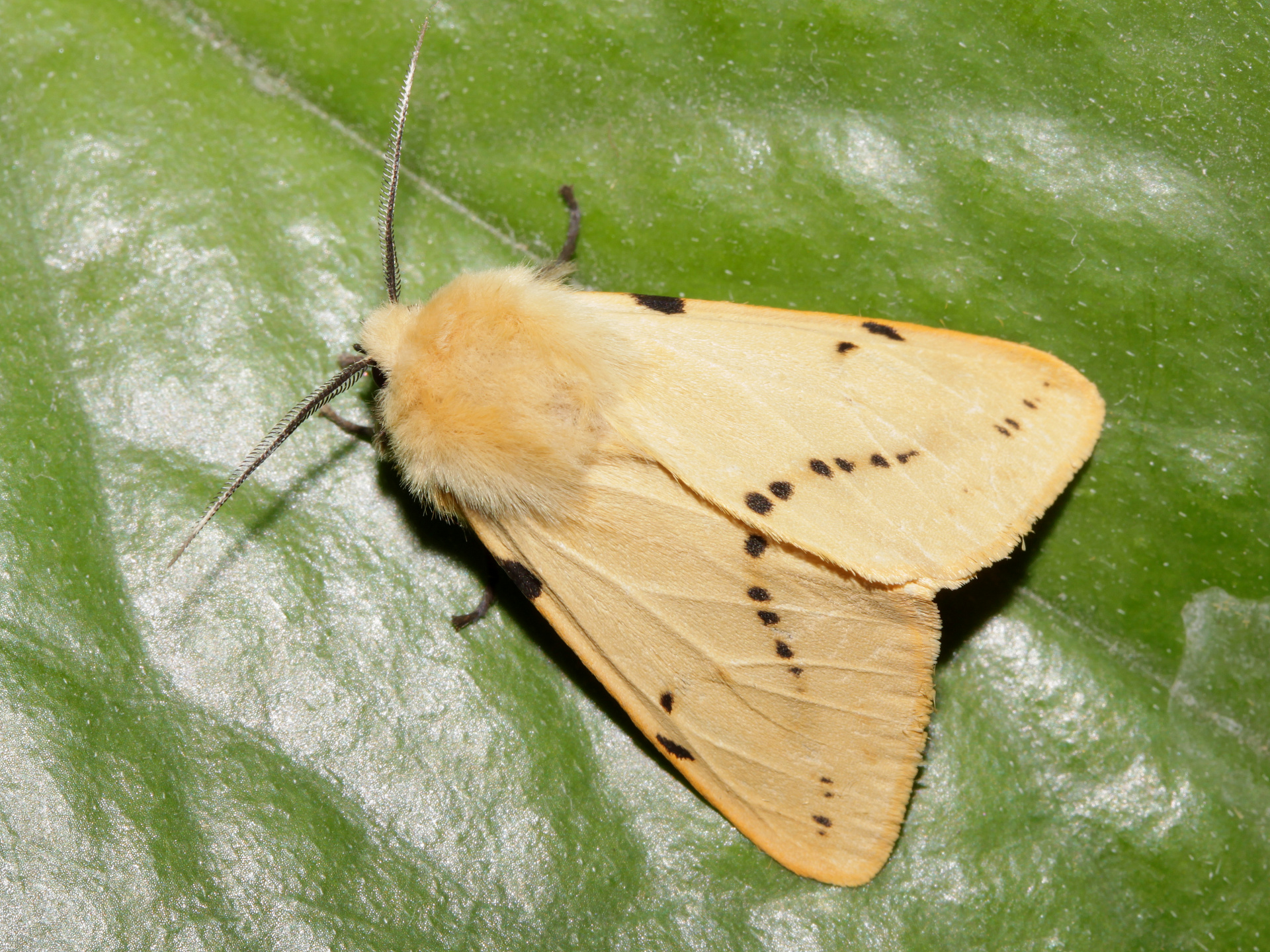 Spilosoma lutea (Zwierzęta » Owady » Motyle i ćmy » Erebidae)