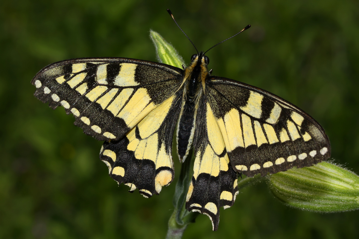 Papilio machaon