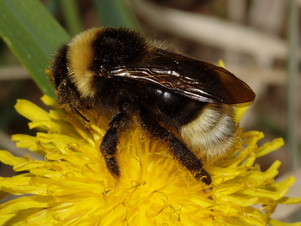 Bombus campestris (Zwierzęta » Owady)