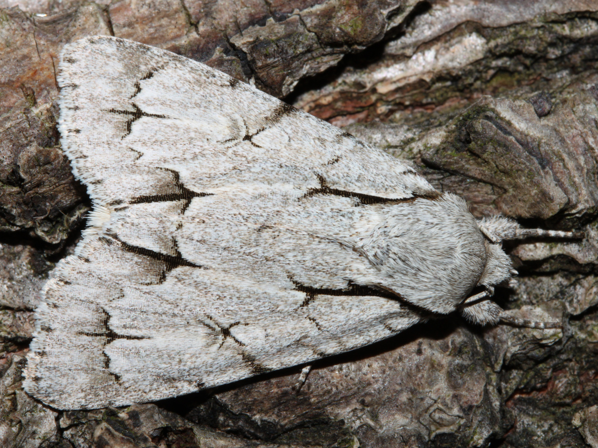 Acronicta psi (Zwierzęta » Owady » Motyle i ćmy)