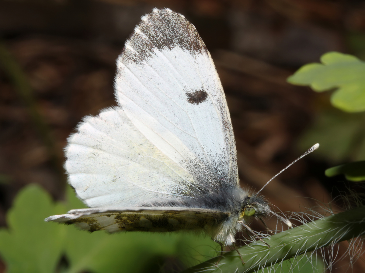 Anthocharis cardamines ♀ (Zwierzęta » Owady » Motyle i ćmy)