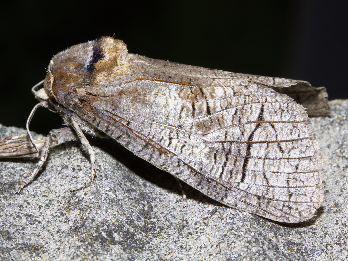 Cossus cossus