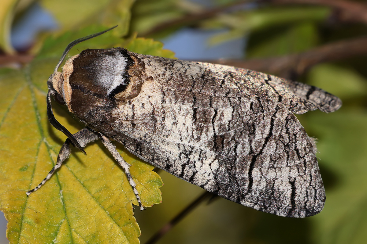 Cossus cossus (Zwierzęta » Owady » Motyle i ćmy)