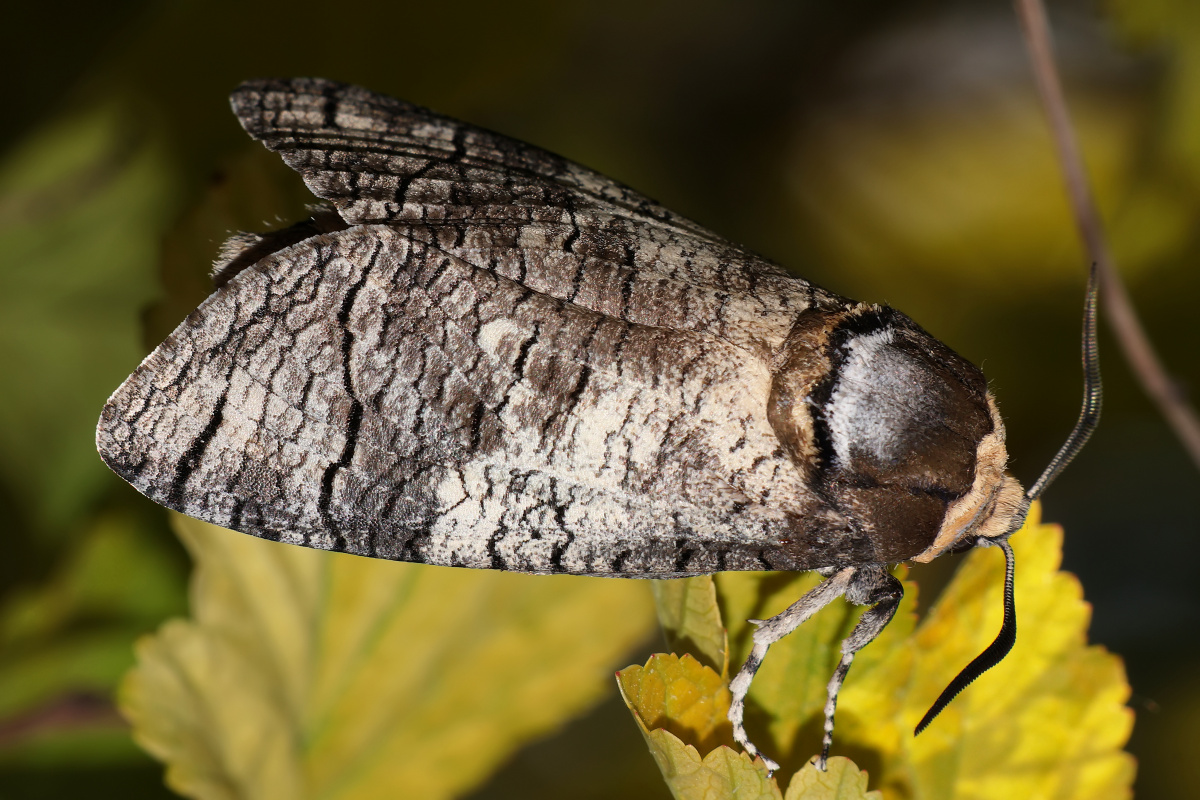 Cossus cossus (Zwierzęta » Owady » Motyle i ćmy)