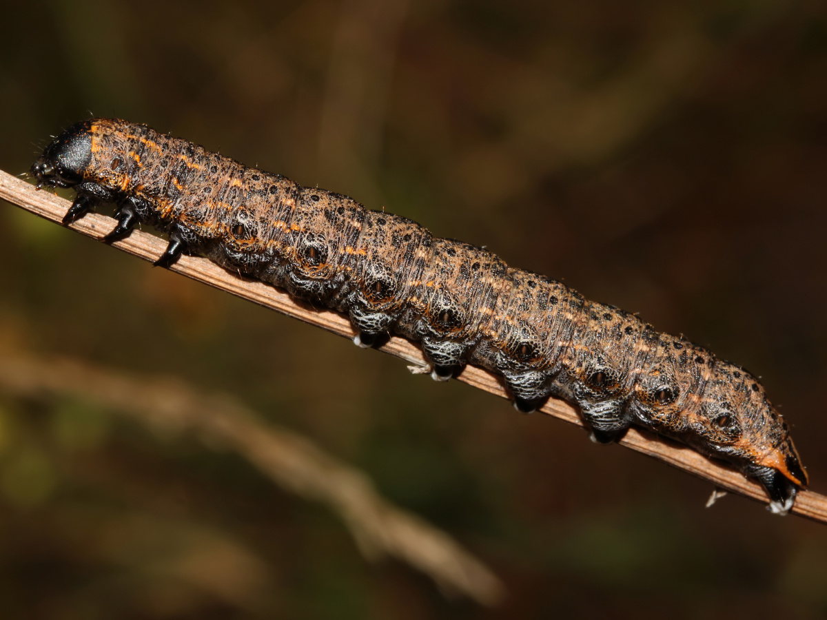 Cucullia umbratica larva