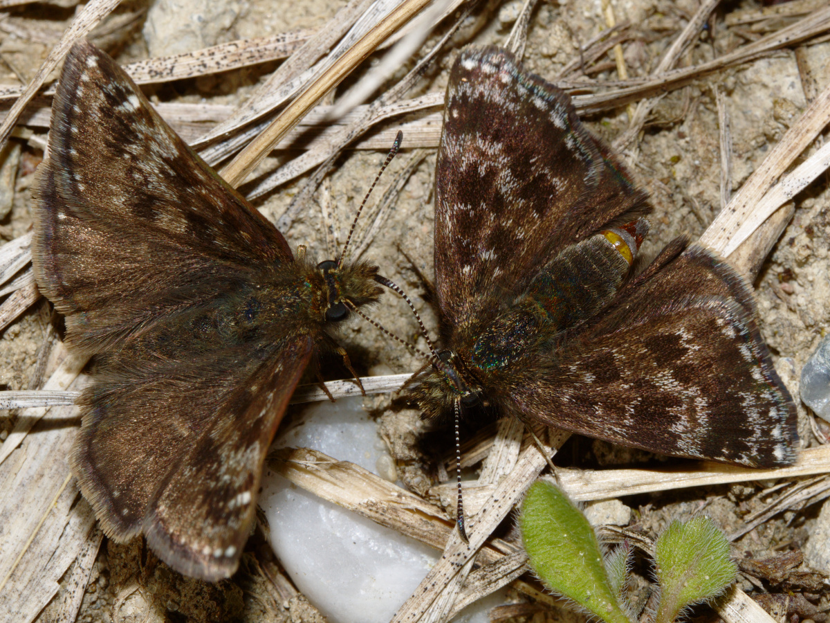 Erynnis tages (Zwierzęta » Owady » Motyle i ćmy)