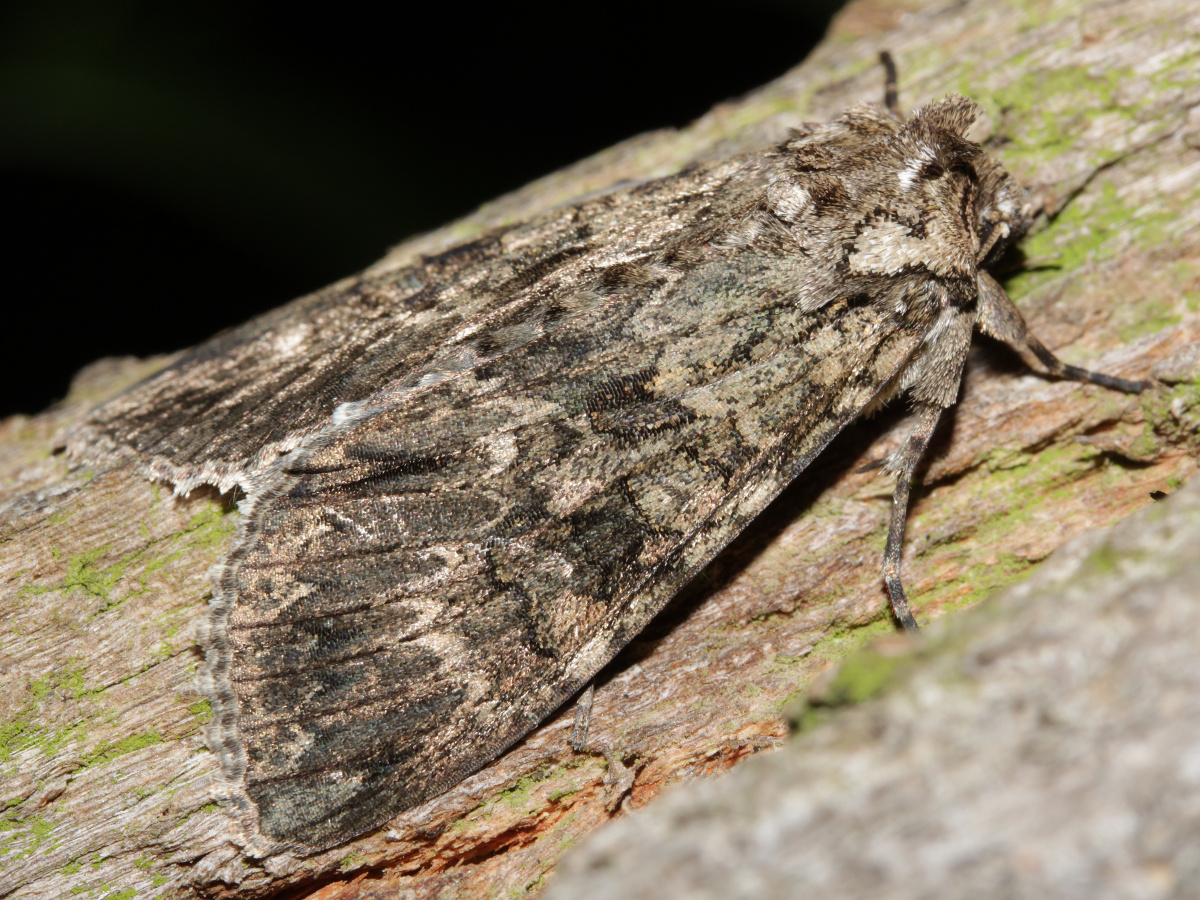 Polia nebulosa (Animals » Insects » Butterfies and Moths)