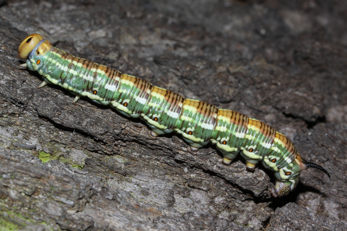 Sphinx pinastri larva (Zwierzęta » Owady » Motyle i ćmy)