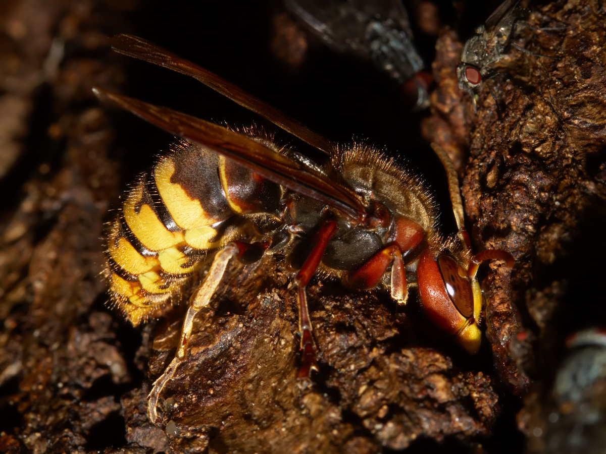 Vespa crabo (Zwierzęta » Owady)