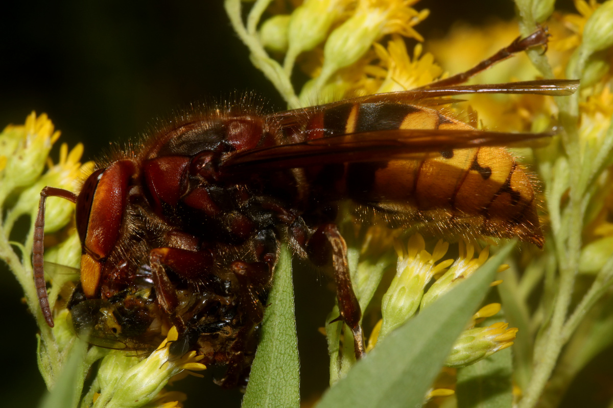 Vespa crabo (Zwierzęta » Owady)