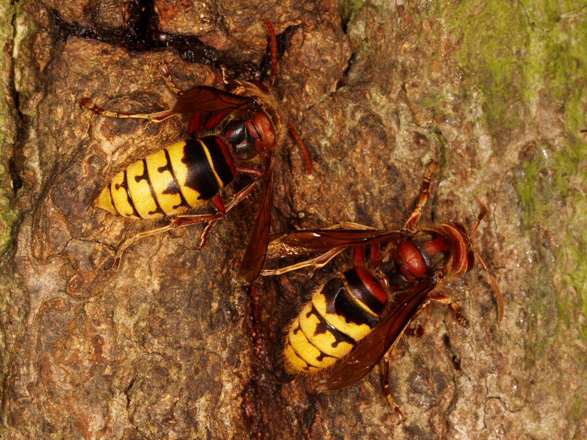 Vespa crabo (Zwierzęta » Owady)