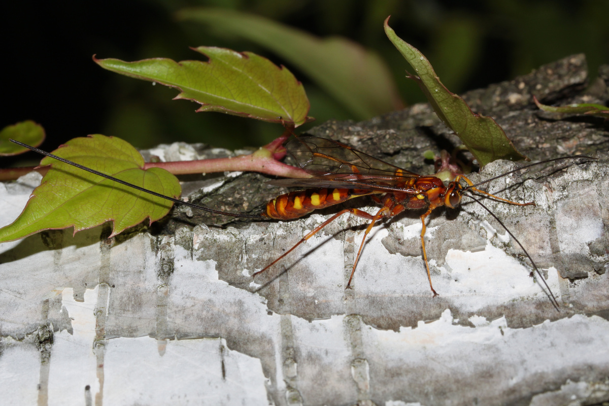 Megarhyssa vagatoria (Animals » Insects)