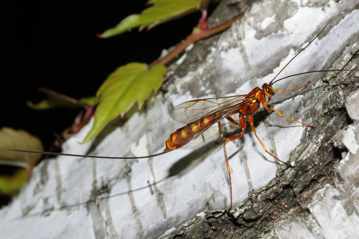 Megarhyssa vagatoria (Animals » Insects)