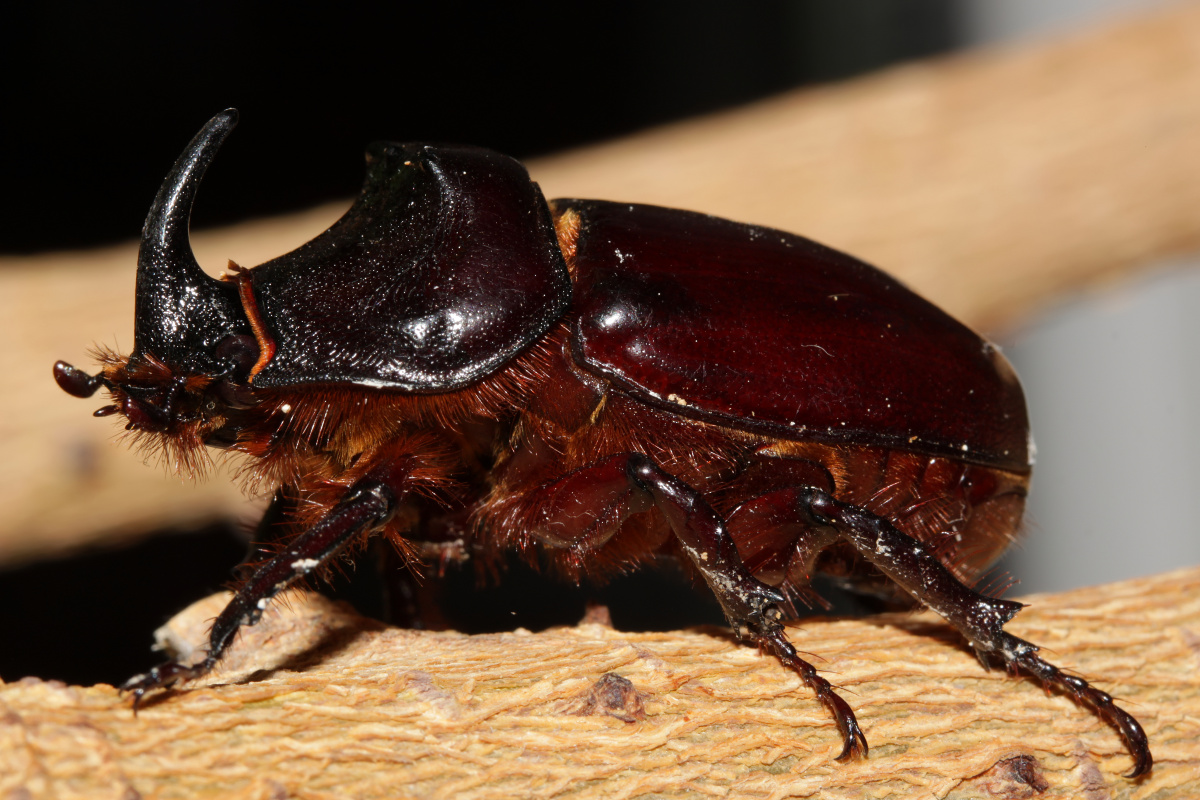 Oryctes nasicornis ♂ (Zwierzęta » Owady)