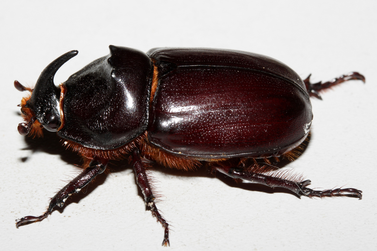 Oryctes nasicornis ♂