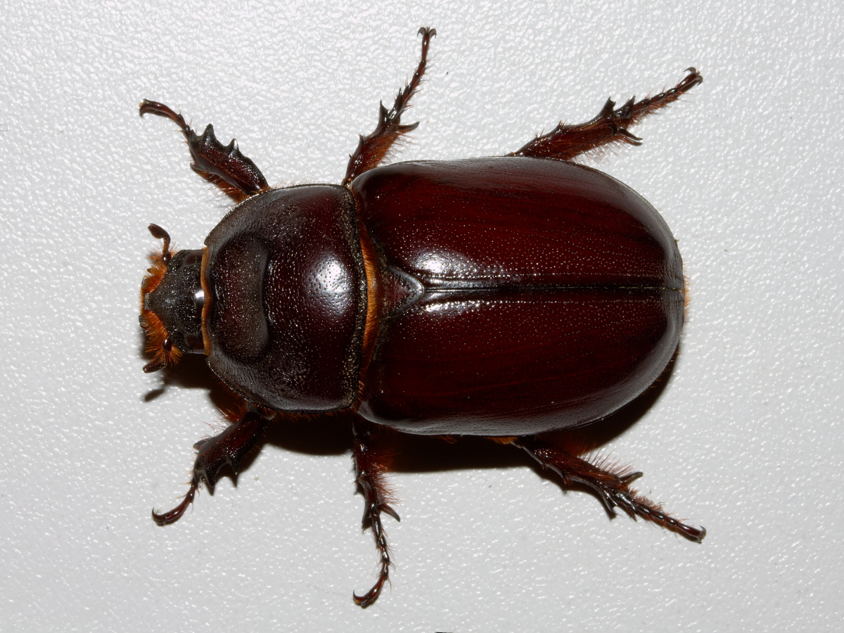 Oryctes nasicornis ♀ (Zwierzęta » Owady)