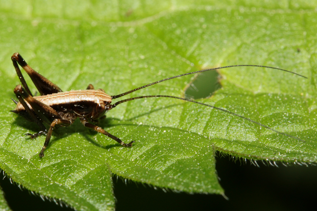 Pholidoptera griseoaptera nymph (Zwierzęta » Owady)