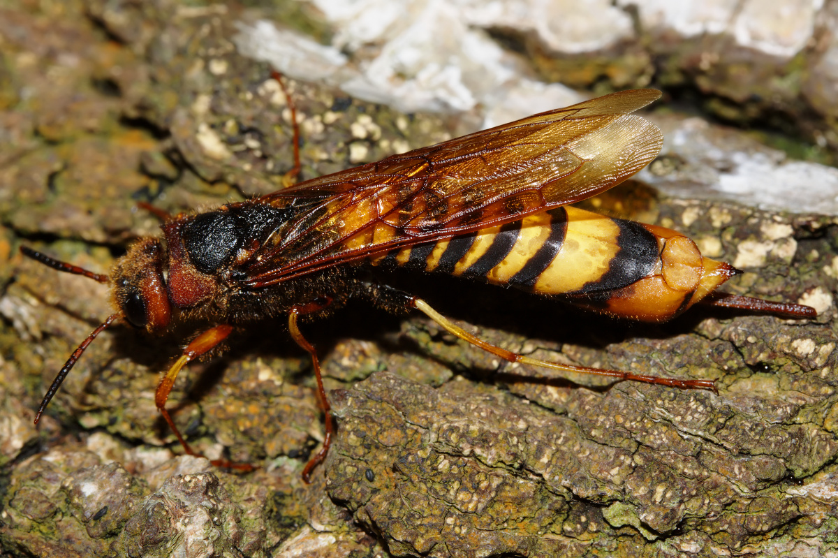 Tremex fuscicornis (Animals » Insects)