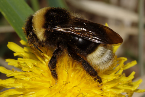 Bombus campestris