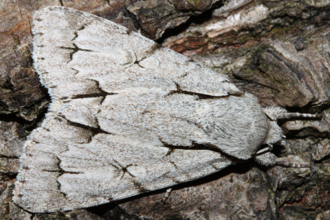 Acronicta psi