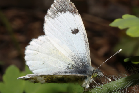 Anthocharis cardamines ♀