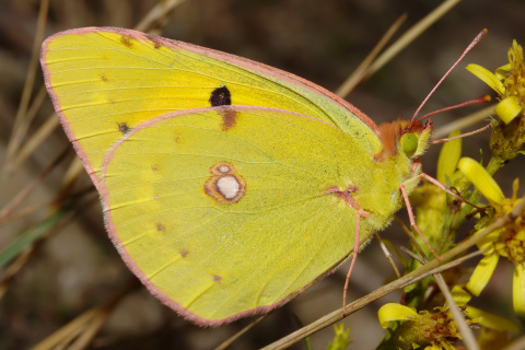 Colias croceus ♀