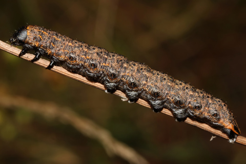 Cucullia umbratica larva